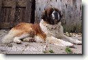 Svatobernarsk� pes