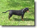 Slovensk� kopov