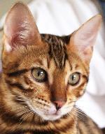 Chovatelska stanice ps�: LITTLE LEOPARD CZ