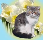 Chovatelska stanice ps�: DOMBI KITTY, CZ